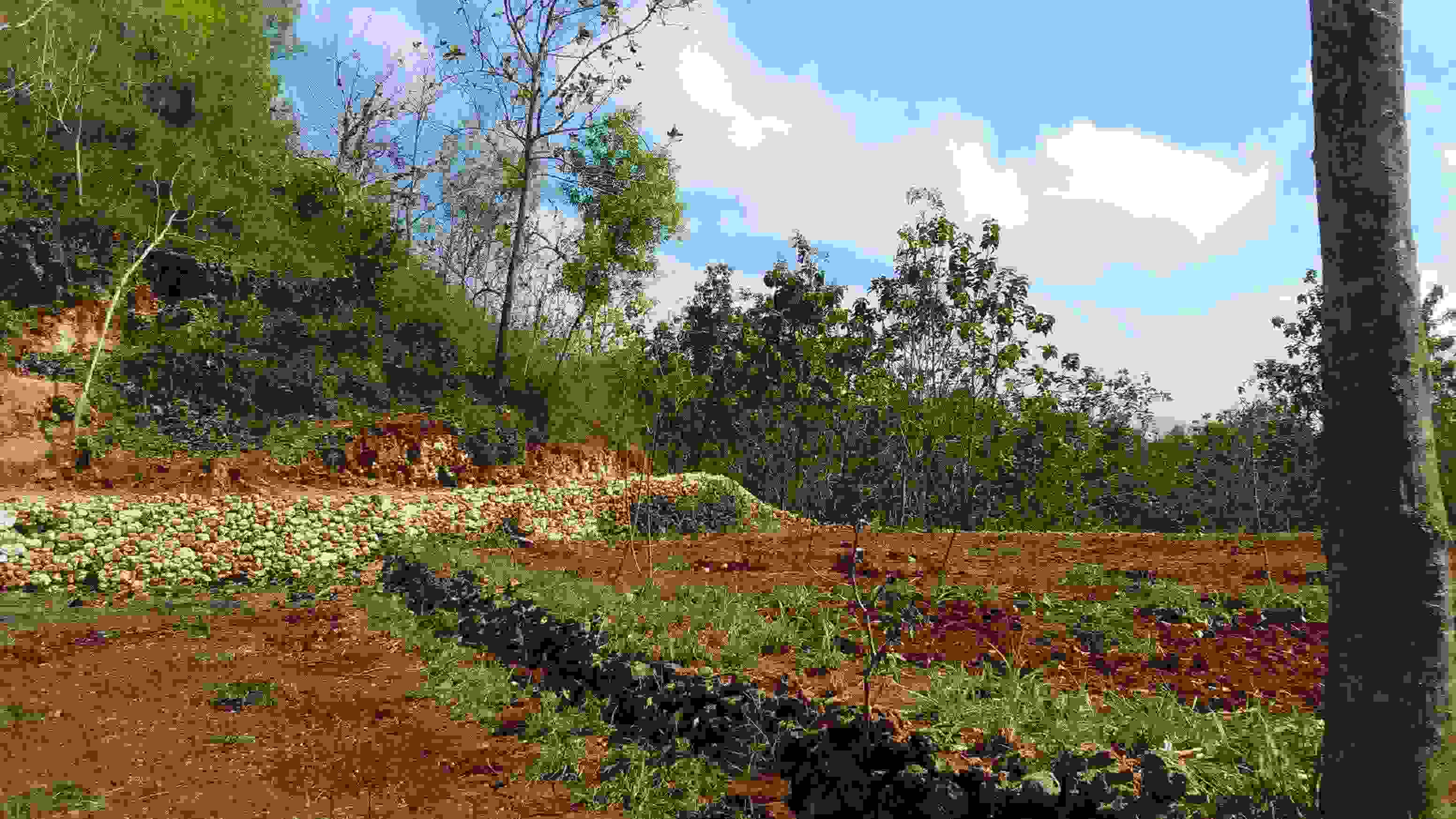 DSC_0002_3.JPG